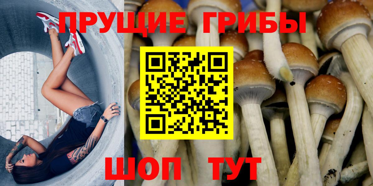 Хасавюрт  Галлюциногенные грибы Cubensis  Вход с VPN 